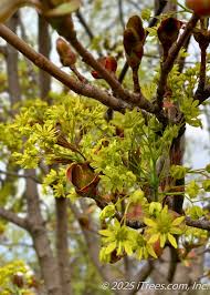Attēlu rezultāti vaicājumam “Acer platanoides flower”
