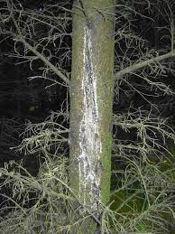 Attēlu rezultāti vaicājumam “Neonectria fuckeliana”