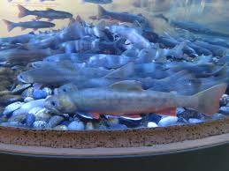 Image result for Salvelinus alpinus oquassa