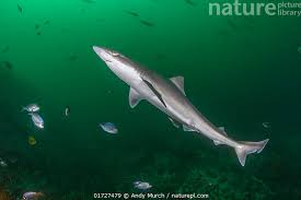 Image result for Galeorhinus galeus