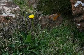 Attēlu rezultāti vaicājumam “Hypochaeris maculata”