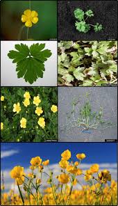 Attēlu rezultāti vaicājumam “Ranunculus repens leaf”
