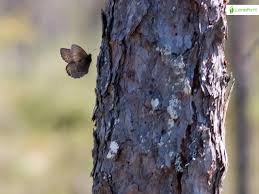 Attēlu rezultāti vaicājumam “Oeneis jutta”