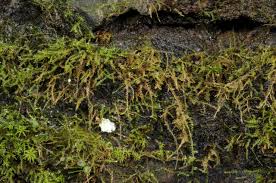 Attēlu rezultāti vaicājumam “Anomodon longifolius”