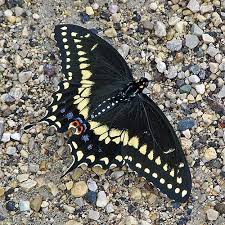 Attēlu rezultāti vaicājumam “Papilionidae”