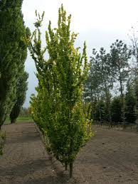 Attēlu rezultāti vaicājumam “Ulmus x hollandica”