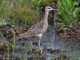 Image result for Numenius minutus