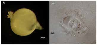 Attēlu rezultāti vaicājumam “Enteridium liceoides macro”