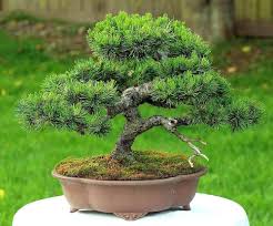 Attēlu rezultāti vaicājumam “Pinus mugo fruit”