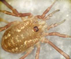 Attēlu rezultāti vaicājumam “Lophopilio palpinalis”