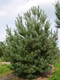 Attēlu rezultāti vaicājumam “Pinus sylvestris var. turfosa”