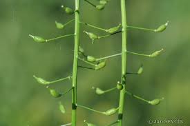 Attēlu rezultāti vaicājumam “Rorippa amphibia fruit”