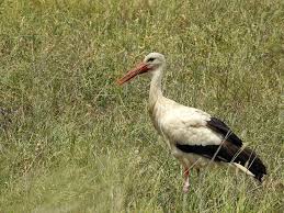 Attēlu rezultāti vaicājumam “Ciconia ciconia adult”
