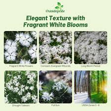 Attēlu rezultāti vaicājumam “Dianthus arenarius flower”