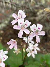 Attēlu rezultāti vaicājumam “Geraniaceae”