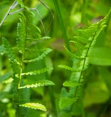 Attēlu rezultāti vaicājumam “Dryopteris cristata”