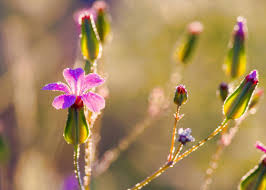 Attēlu rezultāti vaicājumam “Geranium robertianum flower”