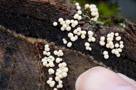 Attēlu rezultāti vaicājumam “Badhamia capsulifera var. arborea spores”