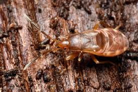 Attēlu rezultāti vaicājumam “Lygaeidae”