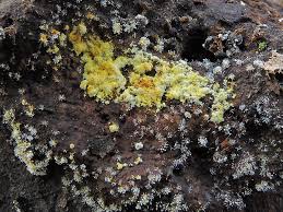 Attēlu rezultāti vaicājumam “Polycephalomyces tomentosus”