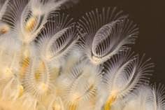 Attēlu rezultāti vaicājumam “Bryozoa”