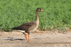 Attēlu rezultāti vaicājumam “Anser anser juvenile”