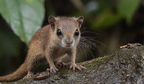 Attēlu rezultāti vaicājumam “Rodentia”