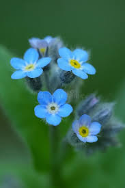 Attēlu rezultāti vaicājumam “Myosotis ramosissima flower”