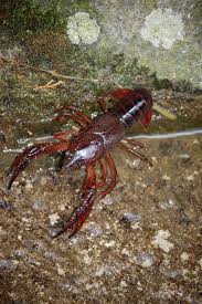 Attēlu rezultāti vaicājumam “Astacus astacus”