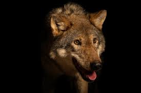 Attēlu rezultāti vaicājumam “Canis lupus”