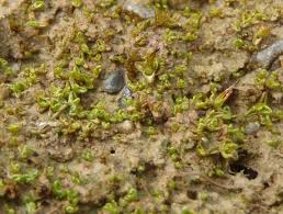 Attēlu rezultāti vaicājumam “Aloina rigida sporophyte”