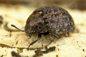 Attēlu rezultāti vaicājumam “Cytilus sericeus”