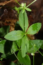 Attēlu rezultāti vaicājumam “Lycogala convexum”