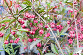 Attēlu rezultāti vaicājumam “Euonymus europaeus”