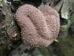 Attēlu rezultāti vaicājumam “Encoelia furfuracea”