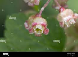 Attēlu rezultāti vaicājumam “Ribes nigrum flower”