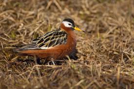Attēlu rezultāti vaicājumam “Phalaropus fulicarius”