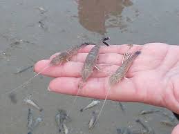 Attēlu rezultāti vaicājumam “Crangon crangon”