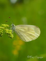 Attēlu rezultāti vaicājumam “Leptidea sinapis”