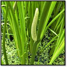 Attēlu rezultāti vaicājumam “Acorus calamus fruit”