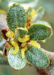 Attēlu rezultāti vaicājumam “Hippophae rhamnoides male flower”