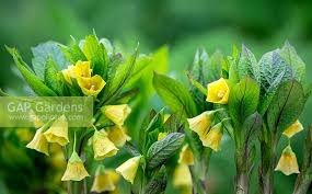 Attēlu rezultāti vaicājumam “Scopolia carniolica flower”