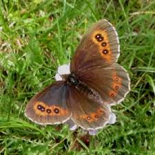 Attēlu rezultāti vaicājumam “Erebia aethiops upperside”
