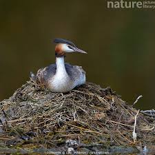 Attēlu rezultāti vaicājumam “Podiceps cristatus nest”