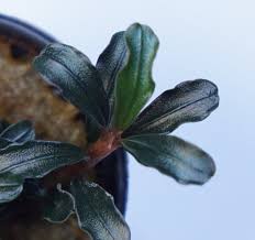 Risultati immagini per bucephalandra pinoh red stem