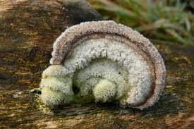 Attēlu rezultāti vaicājumam “Trametes hirsuta”