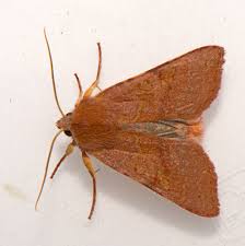 Attēlu rezultāti vaicājumam “Agrochola helvola imago”