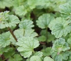 Attēlu rezultāti vaicājumam “Lamium amplexicaule leaf”