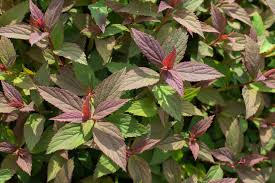 Attēlu rezultāti vaicājumam “Arcyria imperialis stalked”