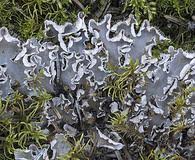 Attēlu rezultāti vaicājumam “Peltigera extenuata”